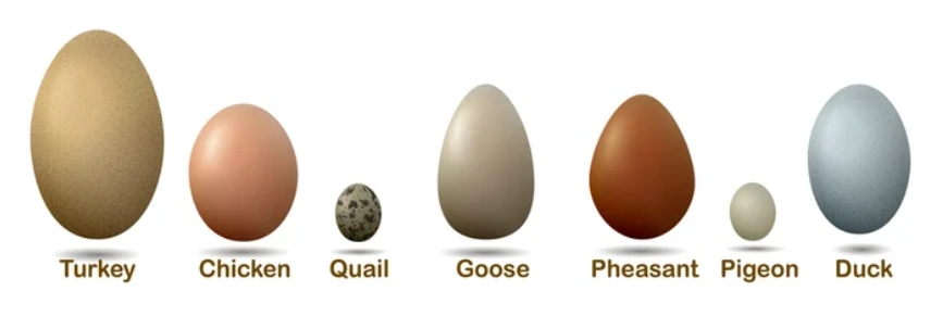 A photo comparing different types of eggs