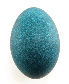 An emu egg