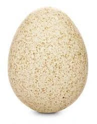 A turkey egg